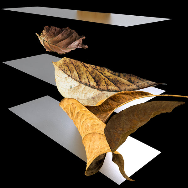 inkjet print depicting dramatically lit dried leaves and flat rectangular forms floating in a black space