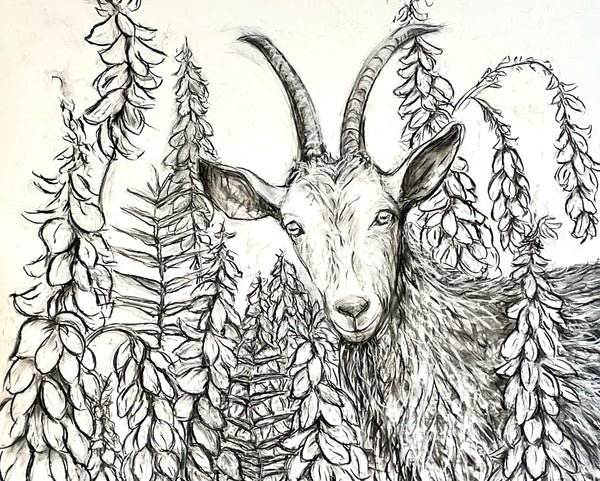 In the Goat's Rue Garden, charcoal on paper drawing by Cerulean Arts Collective Member Alysa Bennett.