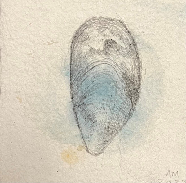 Dwell, cyanotype and graphite on paper mixed-media shell drawing by Cerulean Arts Collective Member Amanda Moseley.