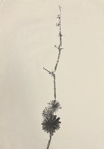 Summer, sumi ink on paper flowering branch drawing by Cerulean Arts Collective Member Amanda Moseley.
