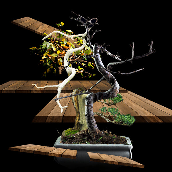 inkjet print depicting a dramatically bonsai plant and wooden planks floating in a black space