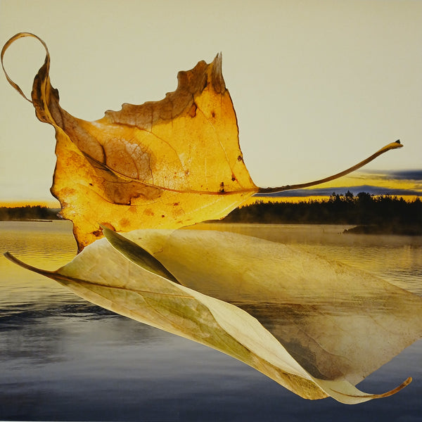 Autumn leaf with reflection on water during sunset