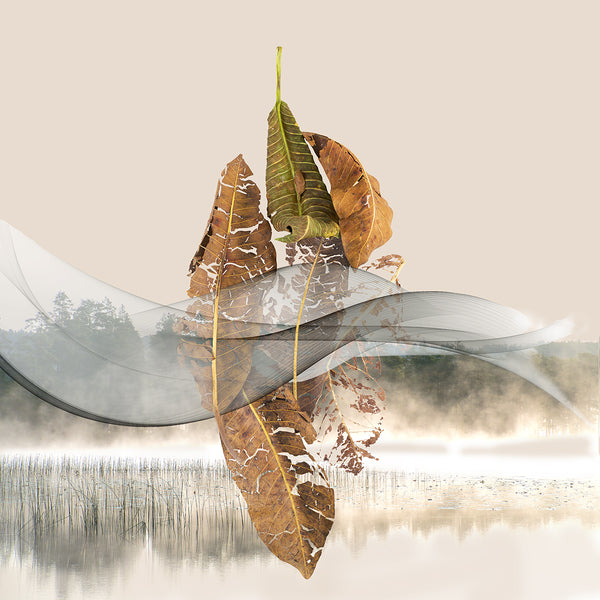 Three leaves with reflections on a water surface with a blurred landscape background