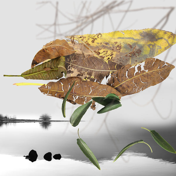 Abstract print with a collage of leaves with a blurred water background