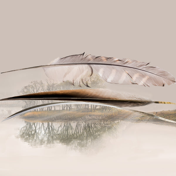 Feather floating on water with a blurred landscape reflection