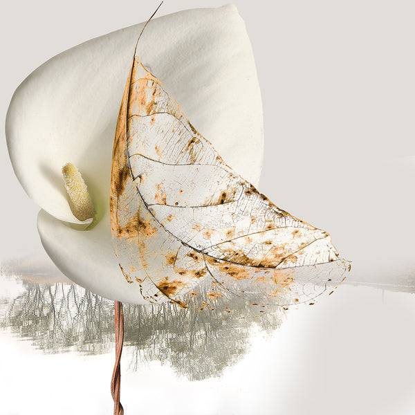 Print of a white flower with a detailed leaf pattern on a light gray background