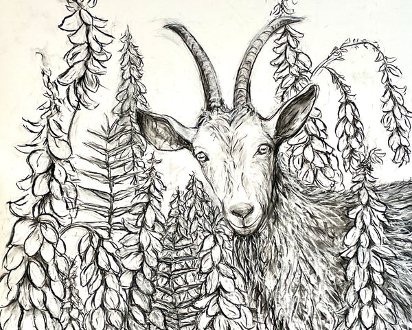 In the Goat's Rue Garden, charcoal on paper drawing by Cerulean Arts Collective Member Alysa Bennett. 