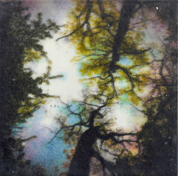 Abstract encaustic painting with tree silhouettes and colorful background