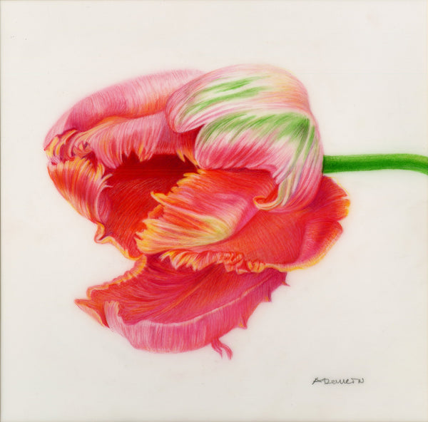 A colored pencil drawing of a tulip on a white square background, with pink, red, orange, yellow, and green tones and a small artist signature in the lower right.