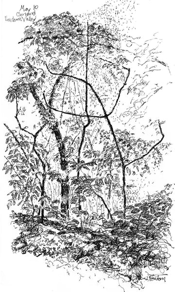 Clermont, Hudson Vally, May 10, micron pen on paper drawing by Cerulean Arts Collective Member Leslie Fenton.