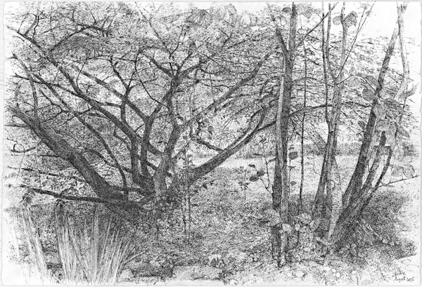 Front Yard, Devon, August, micron pen on paper drawing by Cerulean Arts Collective Member Leslie Fenton.