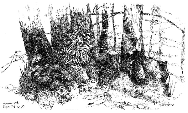 Lamoine, Maine, September 24, micron pen on paper drawing by Cerulean Arts Collective Member Leslie Fenton.