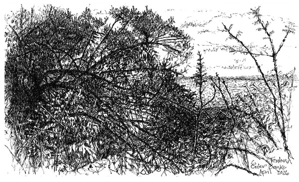 Outer Banks, April 11, micron pen on paper drawing by Cerulean Arts Collective Member Leslie Fenton.