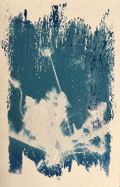 Dandelions, cyanotype on paper floral print by Cerulean Arts Collective Member Amanda Moseley.