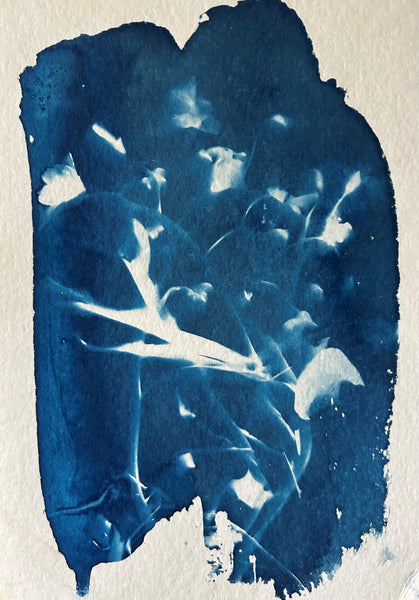 Electric, cyanotype on paper print by Cerulean Arts Collective Member Amanda Moseley.