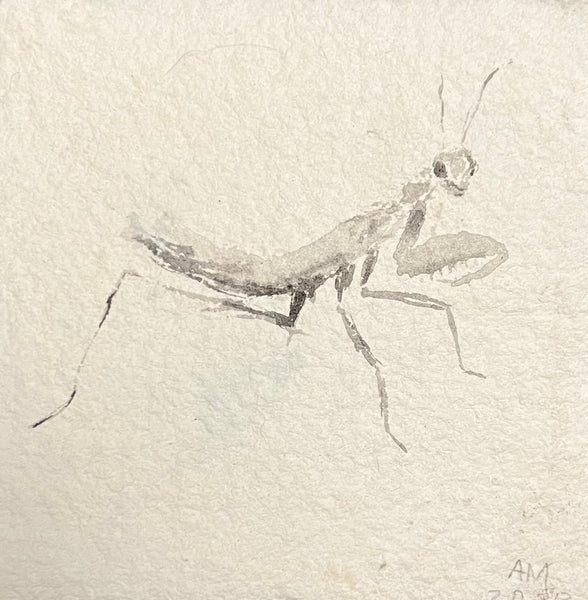 Pray, sumi ink on paper insect drawing by Cerulean Arts Collective Member Amanda Moseley.