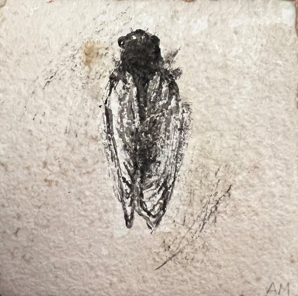 Rattle, sumi ink on paper insect drawing by Cerulean Arts Collective Member Amanda Moseley.