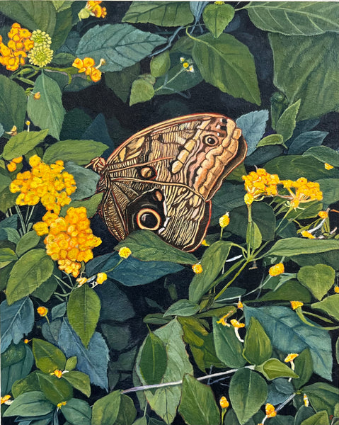 Owl Butterfly, gouache on panel painting by Maine artist artist Alex Sax, available at Cerulean Arts