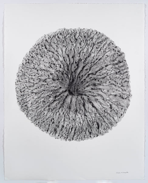 Morning's Glory, graphite on Stonehenge paper floral drawing by Cerulean Arts Collective Member Christine Stoughton.  