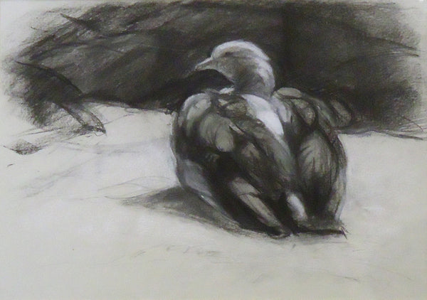 Aleutien Goose, charcoal and pastel on paper drawing by Philadelphia artist Patricia Traub
