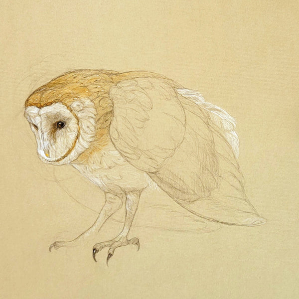 A detailed pencil sketch of a barn owl on a textured beige paper background.