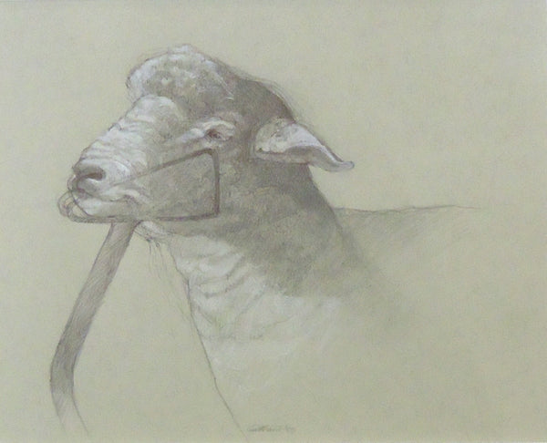 Corriedale Sheep Head,& charcoal, pen, white chalk &amp; graphite on paper drawing by Philadelphia artist Patricia Traub