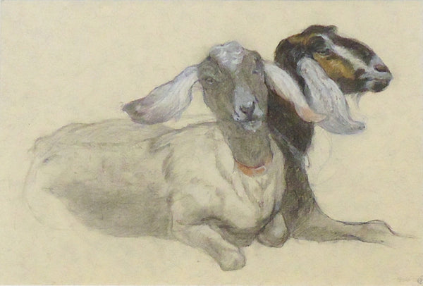 Pair of Nubians, charcoal, pen and conté crayon on toned paper drawing by Philadelphia artist Patricia Traub
