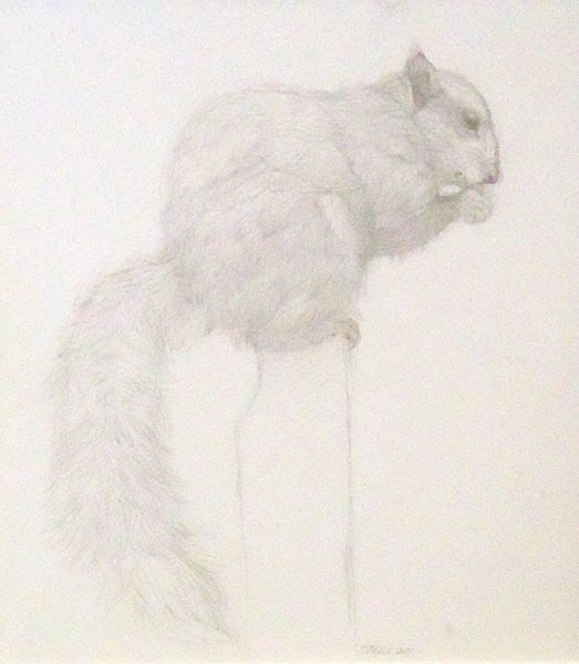 Squirrel, silverpoint on prepared paper drawing by Philadelphia artist Patricia Traub