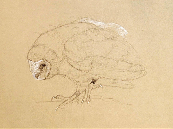 A sepia-toned pencil sketch of an owl on a textured beige paper background.